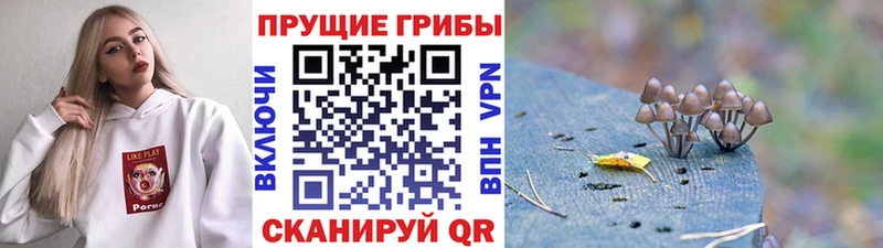 Псилоцибиновые грибы Cubensis  продажа наркотиков  Голицыно 